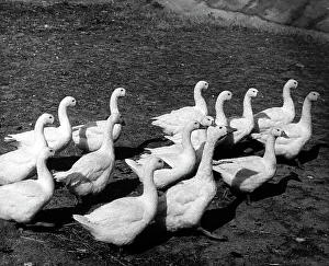 Waterfowl Birds Drucke: Group of geese