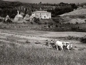 Mähende Bauern in der Toskana