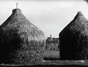 Agricultural Plant Life Drucke: Hay sheafs