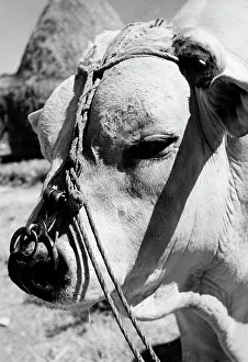 Mammal Pictures Drucke: Head of a calf