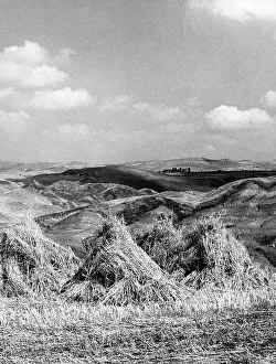 Rural Farming Life Drucke: Heaps of chopped hay