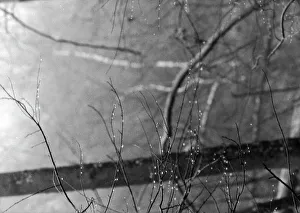 Hoarfrost On Trees Drucke: Hoarfrost on branches