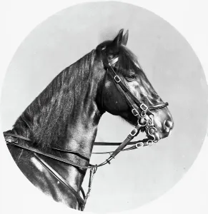 Vertebrate Species Drucke: Horse's head