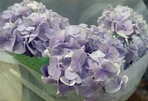 Hortensia Plant Drucke: Hydrangeas