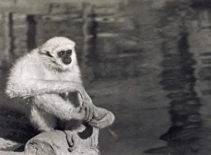 Vertebrate Wildlife Photos Drucke: Image of an ape by water