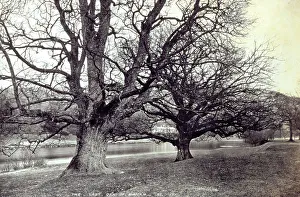 Oak Tree Landscape Drucke: Imposing oak tree in a park