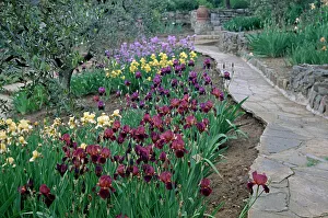Der Irisgarten in Florenz