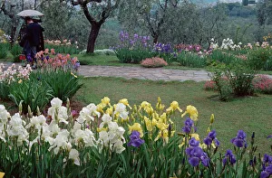 Irisgarten in Florenz