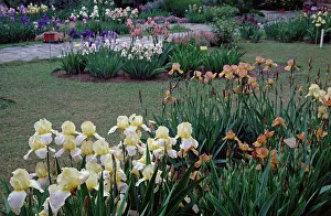 Irisgarten in Florenz