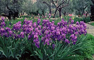 Irisgarten in Florenz