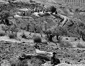 Olive Tree Landscape Drucke: Landscape in Castagneto