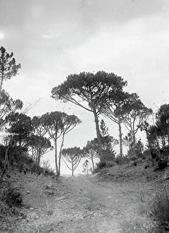 Pine Tree Scenery Drucke: Landscape, Tuscany