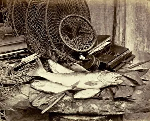 Great Britain Wildlife Photos Drucke: Still life with carp and small net