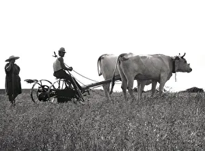 Italian Rural Landscape Photography Drucke: Life in the fields