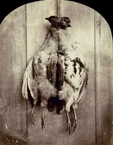 Vertebrate Photography Drucke: Still life with partridges