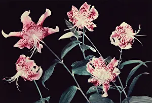 Floral Still Life Photography Drucke: Lilies
