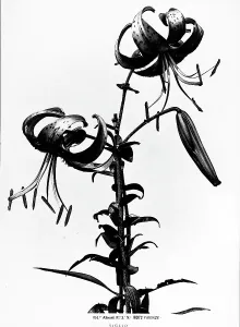 Vegetable Kingdom Elements Drucke: Lily stem