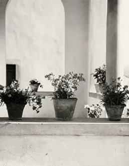 Balcony Flower Arrangement Drucke: The loge
