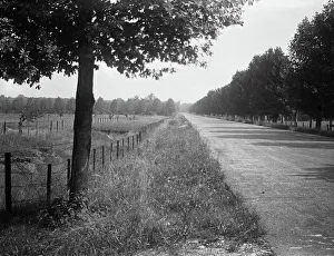 Urban Architecture Photos Drucke: A long, tree-lined road