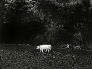 Italian Rural Landscape Drucke: Man with plough