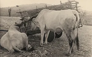 Terrestrial Mammals Drucke: Two Maremma cattle