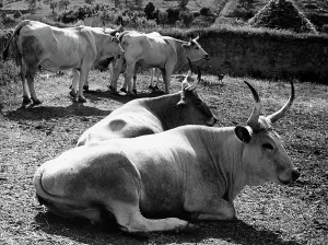 Terrestrial Mammals Drucke: Maremma cows in Sant'Antimo