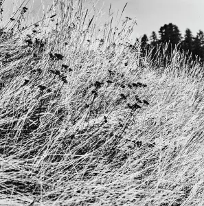 Meadow Landscape Photography Drucke: Meadow in the Engadine