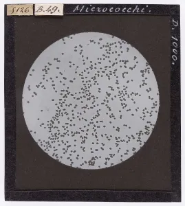 Natural Sciences Photography Drucke: Micrococci enlarged under a microscope