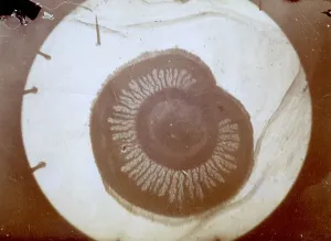 Microbiology Slides Drucke: Microscopic study of a cell of nummulite on a slide