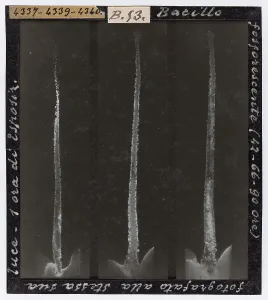 Ingrandimento microscopico di bacillo fosforescente fotografato alla stessa sua luce dopo unora di esposizione allaria