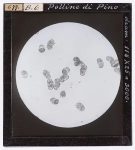 Microbiology Slides Images Drucke: Pine pollen enlarged under a microscope