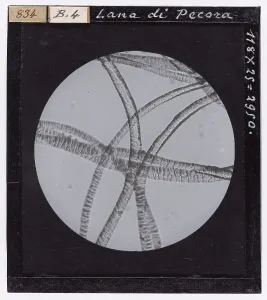 Microbiology Slides Images Drucke: Sheep's wool enlarged under a microscope