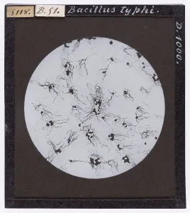 Microscopic Images Drucke: Typhus bacillus enlarged under a microscope