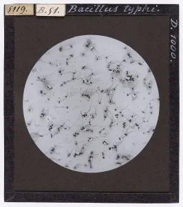 Bacillus typhosus unter dem Mikroskop in vergrößerter Form