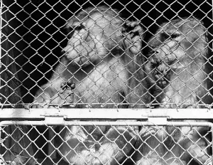 Captive Primate Photos Drucke: Monkeys in cage
