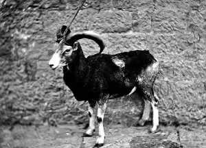 Mouflon Sheep Drucke: A mouflon