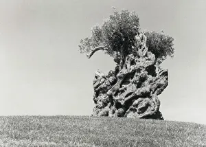 Old Olive Tree Drucke: old olive tree
