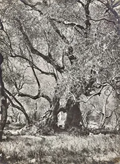 Vegetable Kingdom Elements Drucke: Olive tree in Bordighera