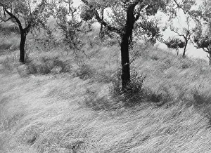 Olive Trees Landscape Drucke: Olive trees
