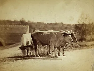 Vertebrate Animals Drucke: Oxen with plough