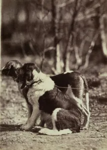 Mammals In Europe Drucke: Pair of dogs