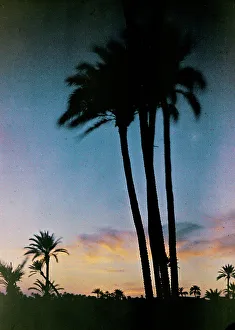 Palme am Abendrot