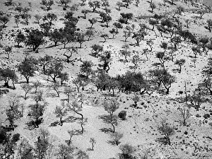 Olive Tree Landscape Drucke: Panoramic view of an expanse of olive trees