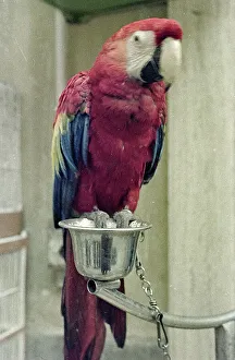 Colorful Parrots Drucke: Parrot