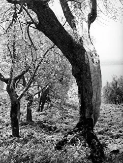 Tree Branch Photography Drucke: Passignano