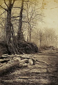 Tree Silhouette Photography Drucke: Path in a forest