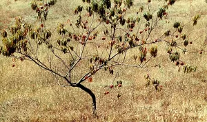Ein Apfelbaum mit Früchten
