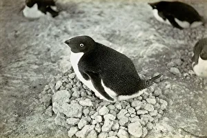 Polar Regions Wildlife Drucke: A penguin