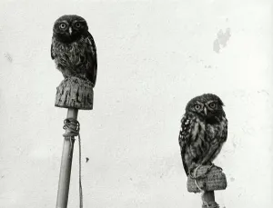 Owl Species Drucke: Perched owls