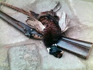 Vertebrate Wildlife Drucke: Pheasant and rifle